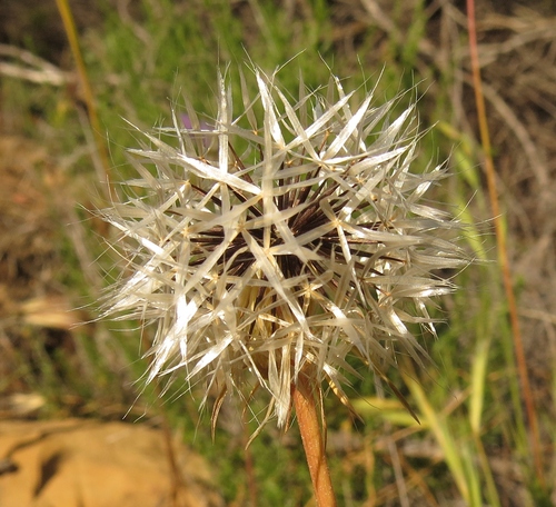 iNaturalist observation photo of silverpuffs