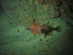 Vincentia punctata