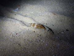 Isara chalybeia