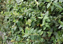 Lonicera japonica