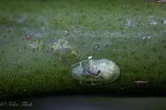 Coccoidea