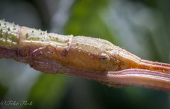 Pseudosermyle