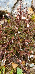 Cardamine unguiculus