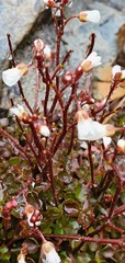 Cardamine unguiculus