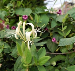 Lonicera japonica