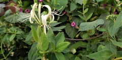 Lonicera japonica