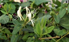 Lonicera japonica
