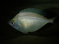 Parequula melbournensis