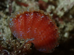 Sycozoa