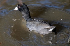Fulica americana