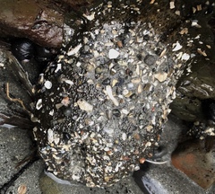 Anthopleura xanthogrammica