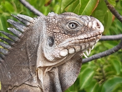 Iguana delicatissima