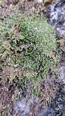 Marsupella emarginata