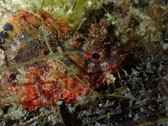 Scorpaena sumptuosa