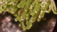 Marsupella emarginata