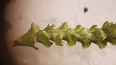 Marsupella emarginata