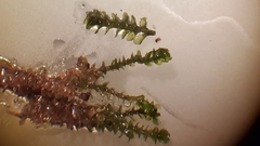 Marsupella emarginata