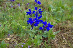Dracocephalum grandiflorum