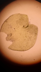 Marsupella emarginata