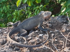 Iguana delicatissima