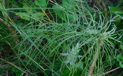 Equisetum pratense image