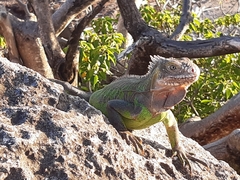 Iguana delicatissima