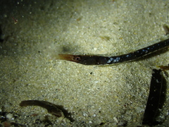 Mitotichthys meraculus