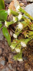 Kelleria multiflora