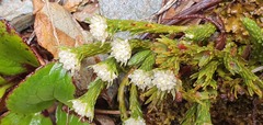 Kelleria multiflora