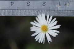 Allittia uliginosa