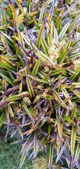 Astelia linearis