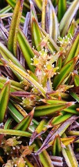 Astelia linearis