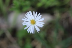 Allittia uliginosa