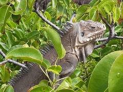 Iguana delicatissima