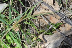 Allittia uliginosa