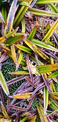 Astelia linearis