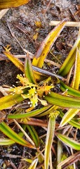 Astelia linearis