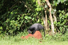 Cercopithecus mitis stuhlmanni