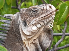 Iguana delicatissima