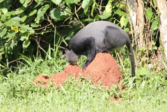 Cercopithecus mitis stuhlmanni