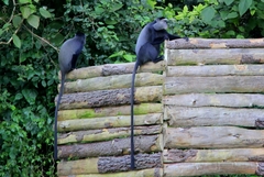 Cercopithecus mitis stuhlmanni