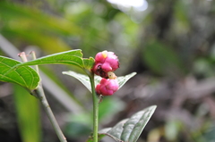 Cavendishia axillaris
