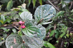 Cavendishia axillaris