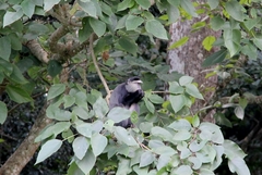 Cercopithecus mitis stuhlmanni