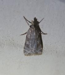 Scoparia palloralis