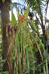 Guzmania calamifolia
