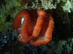 Sycozoa cerebriformis