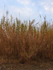 Arundo donax