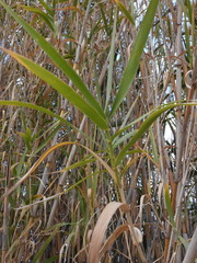 Arundo donax