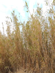 Arundo donax